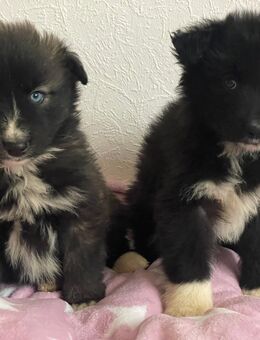 Süße Border Collie- Husky Welpen mix - Essen