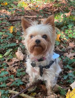 Yorshire Terrier Dame - Wangen (Allgäu)
