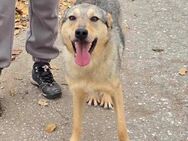 Freundliches 🐕Mädchen DINA braucht ♥️🙏 - München
