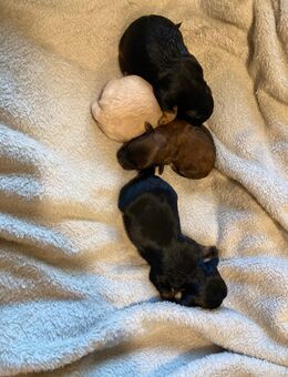 unsere Fiene ist am 9.11.25 mutter von 4 Welpen geworden 1 Junge der braune 3 Mädchen - Bakum