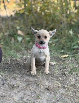 Hundemädchen Sky, ein kleiner Schatz - Heinsberg