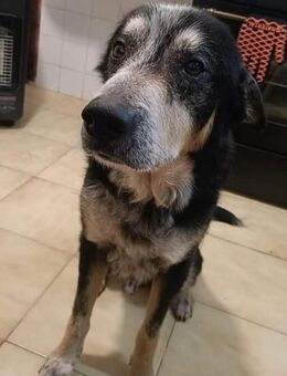 Baco sucht sein Traumzuhause - Laatzen