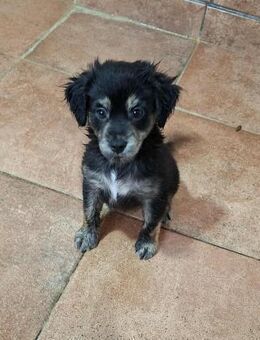 Fussel - einfach flauschig - Höchst (Odenwald)