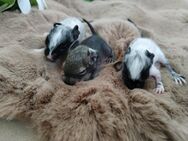 Niedliche Degu Kids: Schwarzschecken und agoutis,m/w,suchen demnächst ihren Lieblingsmensch! - Hille