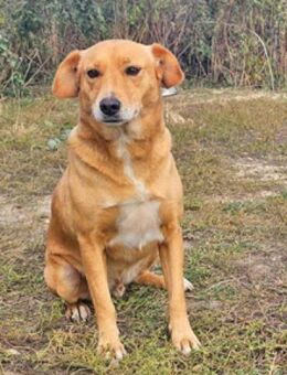 Udo ist ein wahrer Freund fürs Leben - Schwarmstedt