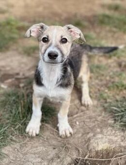 Zauberhafte, kleine Paki - Kallmünz