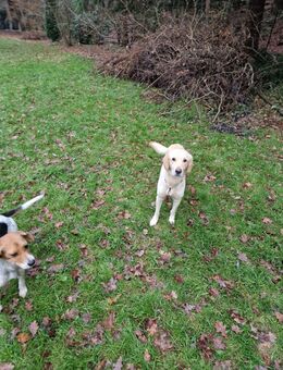 Elsa die Schneekönigin sucht ihr Traumschloss - Frankfurt (Main) Niederrad
