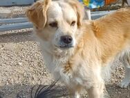 Montego Minilabrador sucht Sie Alb - Ludwigshafen (Rhein)