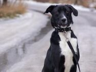 Jungspund Agat❤️sucht ihr Zuhause - Rott (Inn)