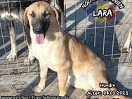 LARA-bereit für ein freies Leben mit Dir - Waakirchen