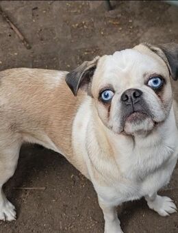 Wunderschönes Mops Mädchen - Arnstein (Sachsen-Anhalt)