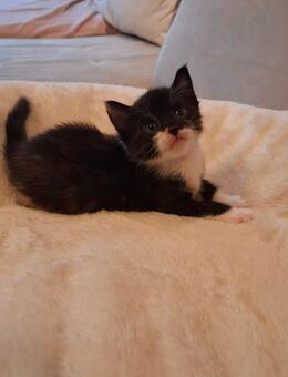 Kitten, Babykatzen, Kätzchen - Wesseling