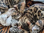 Wunderschöne Bengal Kitten - Böhmenkirch