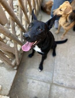 Lana, liebevolle Sportskanone , ca. 1J - Vaterstetten