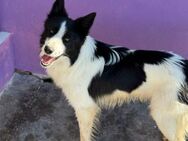 Salva; engagierter Bordercollie-Mix - Geilenkirchen