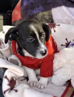 Benito von der Straße in RO gerettet - Blankenheim (Nordrhein-Westfalen)