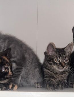 Mischlingskitten - Harsewinkel (Mähdrescherstadt) Greffen