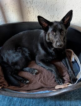 Verkaufe 11 Monate alte wunderschöne lackschwarze Schäferhündin - Dingen
