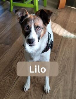 LILO, m., kastr., Mischling, ca. 40 cm - Sipplingen