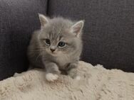Zuckersüße BKH Mix Kitten - Offingen
