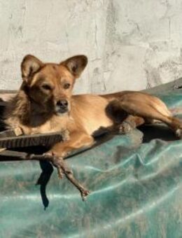 Nikitari sucht ihr Eigenheim - Celle