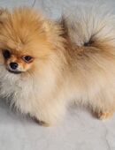 Pomeranian mit Ahnentafel in 94342