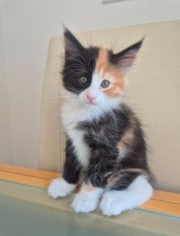 Norwegisches Waldkatzen Kitten abzugeben - Lahnau