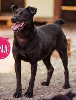 Hana und ihr trauriges Schicksal - Flörsheim-Dalsheim