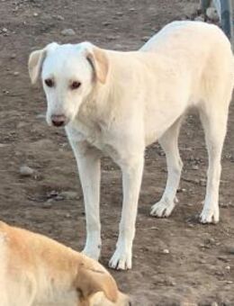 Lisette sucht eine Pflegestelle - Celle