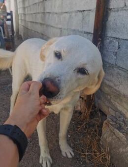 ❄️ SNOW- LIEBLINGSMENSCHEN GESUCHT - Alfeld (Leine)