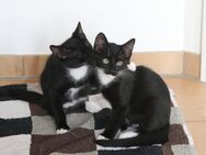 2 liebenswerte junge Katerchen abzugeben. - Scharnebeck