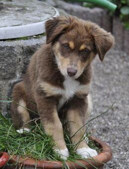 Australian Shepherd Welpe / Hündin sucht ein liebevolles Zuhause - Wanderup