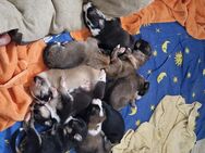 Hundebabys - Rotthalmünster