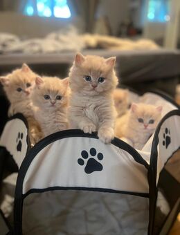 BKH BLH Kitten Bärchis Abgabebereit - Berlin Mitte
