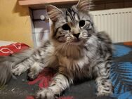 Katze verkaufen - Dortmund Hombruch