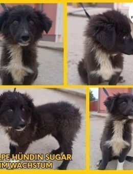 Sugar Welpe kroatischer Schäferhund Mix - Margetshöchheim