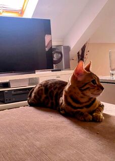 Bengalkatze sucht dringend neues Zuhause
