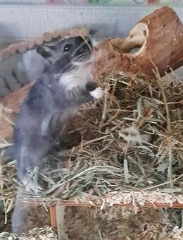 Rennmaus Weibchen mit „Lächeln“ sucht liebevolles Zuhause – Spotted Black, 9 Wochen alt - Weinheim