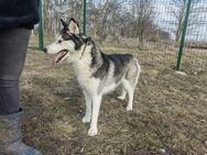 Luna sucht ihre Menschen - Nordwalde