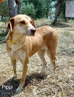 Pippi - Mannheim