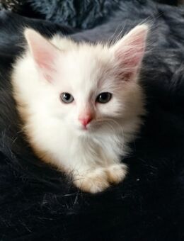 Maine-coon/Türkisch Van Mix - Wolfenbüttel