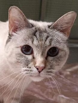 Weiße Katze - Laupheim