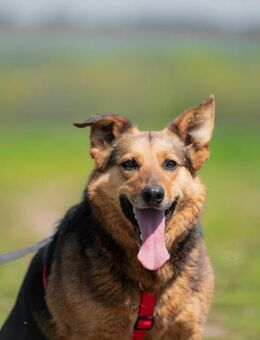Bezaubernde Lulu - Süderholz