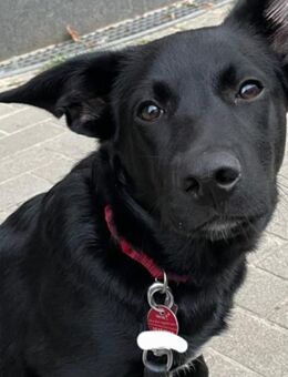 Labrador Bordercollie Mix - Drage (Niedersachsen)