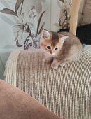 Britisch Kurzhaar Kitten in 04617