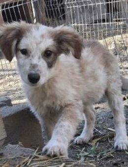 Moppi 34 cm (Okt 25) Pflegestelle - Alpenrod