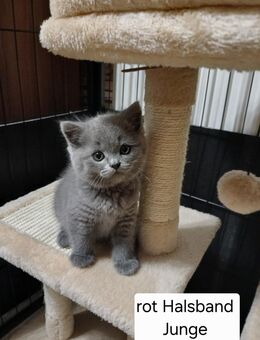 Reinrassig Bkh Kitten. - Wittlich