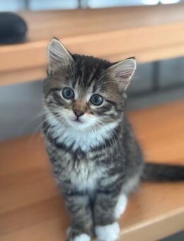 BLH MIX Kitten - Bellenberg