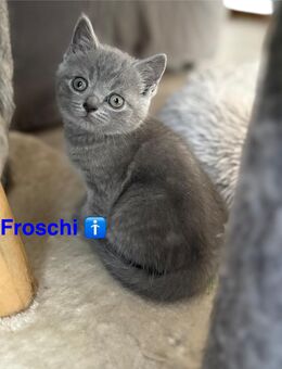 4 Wunderhübsche Kitten ab Mitte August abzugeben - Müden (Aller)