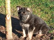 Reinrassige deutsche Schäferhundwelpen - Hoyerhagen